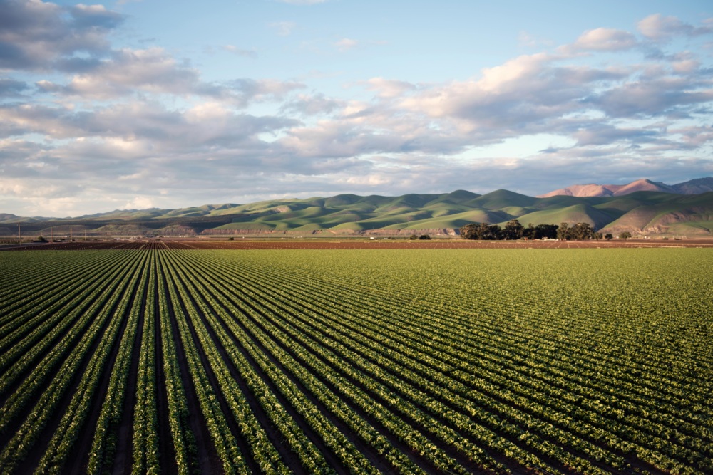 Rows of green crops stretch across a flat field, with rolling hills and a partly cloudy sky in the background.